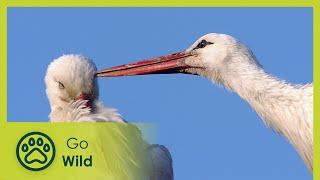 Storks - A Village Rooftop Saga - Go Wild