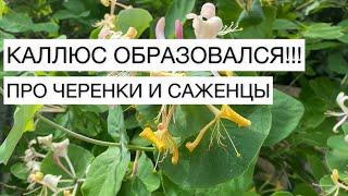 КАЛЛЮС ОБРАЗОВАЛСЯ!!! ПРО ЧЕРЕНКИ И САЖЕНЦЫ | САДОВЫЕ ДЕЛА