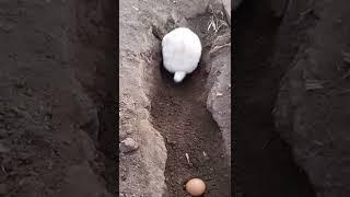 RABBIT, OMG Animals SOO Cute! AWW Cute baby animals, CUTEST moment of the Animal Planet 兔子 #665