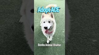Adopt ACE | Siberian Husky | 2 Years | Bonita Animal Shelter