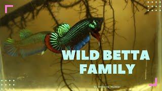 wild betta fish groups