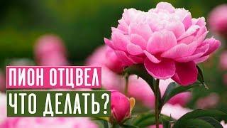 Пионы  Уход и подкормка после цветения / Садовый гид