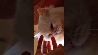 I don't have a normal pet    #cute #baby #catvideos #cat #shorts