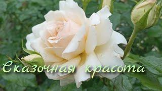 Розы из волшебной страны эльфов! #розы #сортароз #розыкордеса #грандифлора#розывсаду