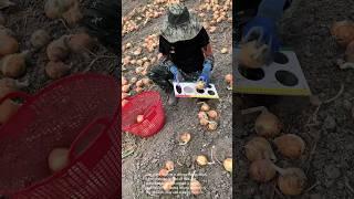Onion Sorting: You Won't Believe How They Do It! 