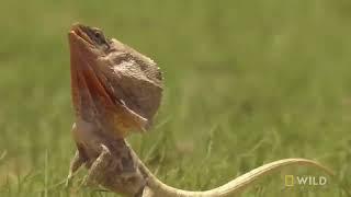 Frill Necked Lizard Escapes Python   Wild Monsoon