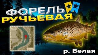 ТРОФЕЙНАЯ ФОРЕЛЬр. БелаяРусская рыбалка 4РР4