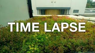  2 Month TIME LAPSE Sedum green roof build and growth