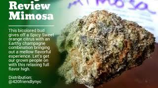 Incog's Review Mimosa