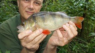 Canal perch fishing - Stewart Bloor's Blog (entry 683)