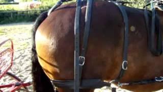 Carriage Driving Horse Harness Kicking Strap