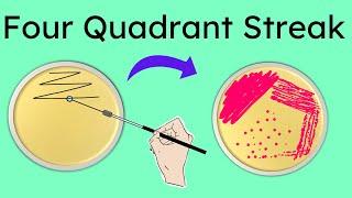 Four Quadrant streak method of isolation | Part 3