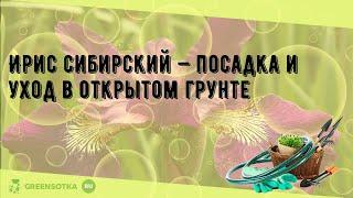 Ирис сибирский — посадка и уход в открытом грунте