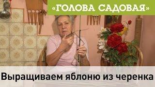 Голова садовая - Выращиваем яблоню из черенка