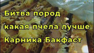 Основное отличие пчел породы карника от бакфаста.