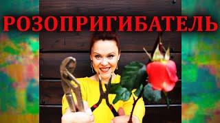 РОЗОПРИГИБАТЕЛЬ! Роза Rugelda. Пригибаю на зиму!