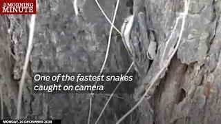 One of the fastest snakes caught on camera