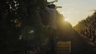 PA Wine Land 2020