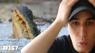 How alligators survive winter | Smart Nonsense #167