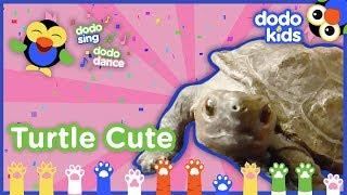 Turtle Cute (Please Don’t Be So Cute!) Song | Dodo Kids: Dodo Sing Dodo Dance