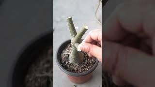 How & when to prune Adenium plant?