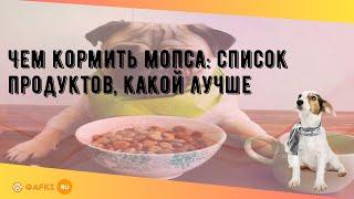 Чем кормить мопса: список продуктов, какой лучше