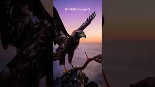  The hawk was starving on the cliff when a hand reached out to save it #tensemoment  #wildlifehope