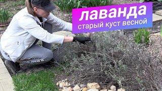 Как сделать омолаживающую обрезку старого куста лаванды весной