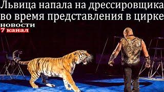 Львица напала на дрессировщика во время представления в цирке.