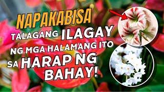 MGA HALAMANG TALAGA NAMANG MAKAKAPAG PABAGO AT MAKAKAPAG PAGANDA NG IYONG BAKURAN!