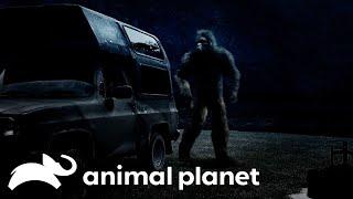 Sasquatch Attacks Man's Campsite | Finding Bigfoot | Animal Planet