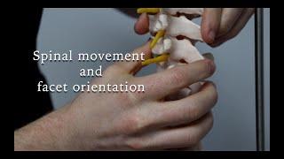 What does facet orientation have to do with spinal movement?