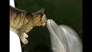 Cat and Dolphin are best friends - Cat and Dolphin at play - Friendlymusicman