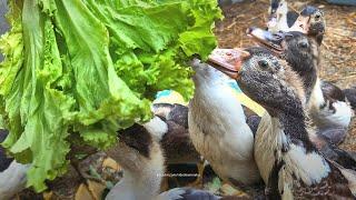 Muscovy Ducklings RAMBON: 55 Days Old