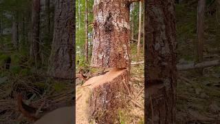 Crippling Undercut. #mitchzenobitrees #shorts #lumberjack #chainsaw #stihl