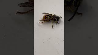 Found this huge bee in the middle of winter in my garage….WTF?