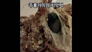 주홍거미한테 물리면 답이 없는 이유