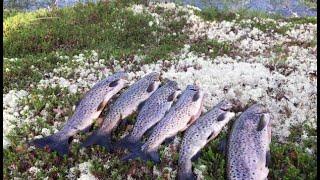 ПЕШКОМ ЗА КУМЖЕЙ. Тундра Кольского полуострова | Fishing for Salmo trutta