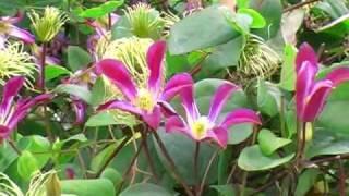 Clematis texensis