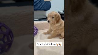 Oops I farted Again#goldenretriever#retrieverlove#puppyvideos#shortsvideoyoutube#cutepuppy#oop
