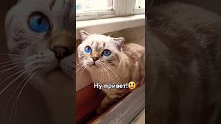 Новое видео! Надеюсь вы не пожалеешь( простите что так редко выходят.. спасибо что остаётесь со мной