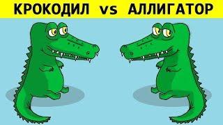 В ЧЁМ РАЗНИЦА? КРОКОДИЛ vs АЛЛИГАТОР