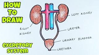 excretory system draw with dots trick /human excretory system diagram/human excretory system drawing