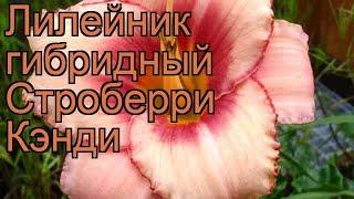 Лилейник гибридный Строберри Кэнди  обзор: как сажать, рассада лилейника Строберри Кэнди