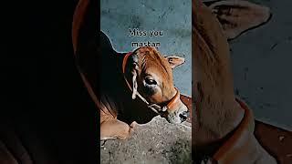 miss you mastan