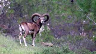 Cyprus mouflon (Ovis orientalis orientalis)