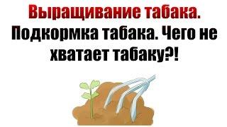 ТАБАК | Выращивание табака. Подкормка табака. Чего не хватает?!