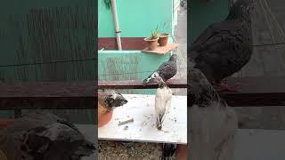 #kabootar #kabutar Lover ️️️