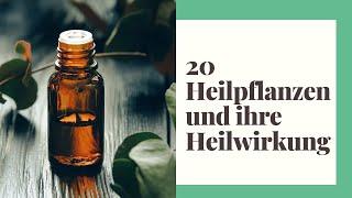 20 Heilpflanzen und ihre Heilwirkung