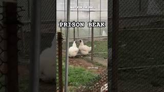  Prison Beak : website fan submission from @lilisblog2875 #shorts